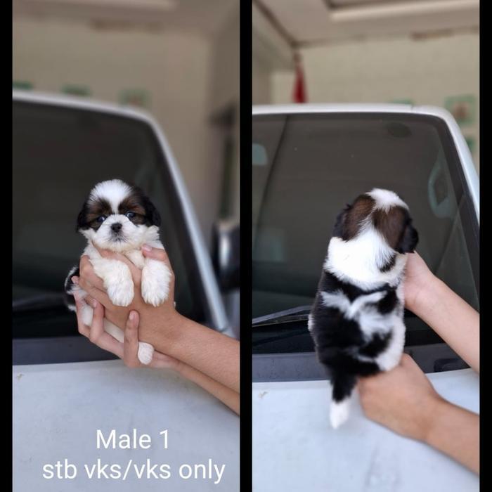 Anak Anjing mini Shihtzu Lucu