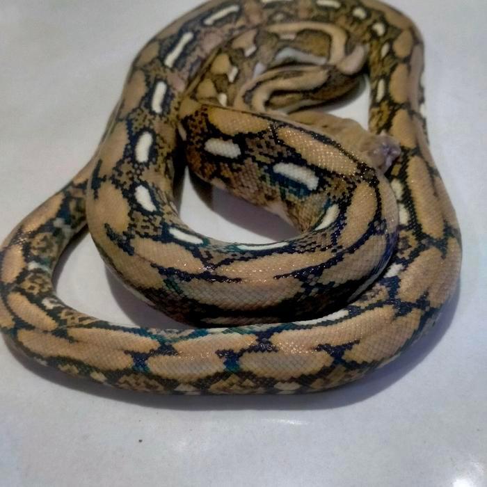 NEW Ready reticulatus python retic Tiger classic