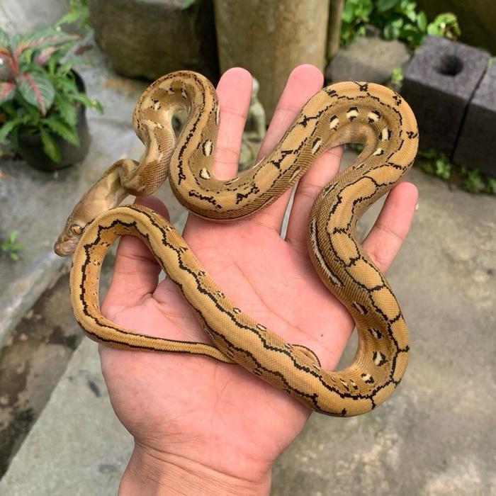 Ready Stock Retic / retic bacan platynum / retic bacan / retic platynum / reticulatus /
