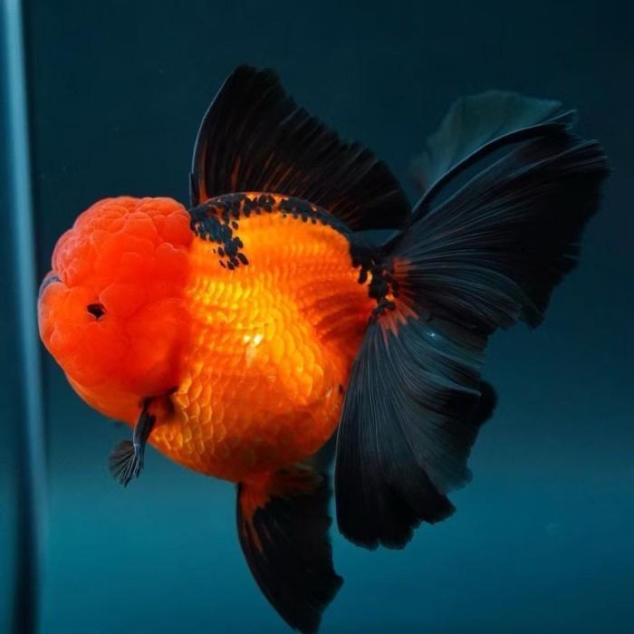 Koki Oranda Black Gold Grade A&F1 Terbaru 