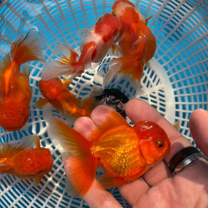 Oranda Rosetail Rw Short Body Ikan Mas Koki Goldfish Fancy Terbaru 