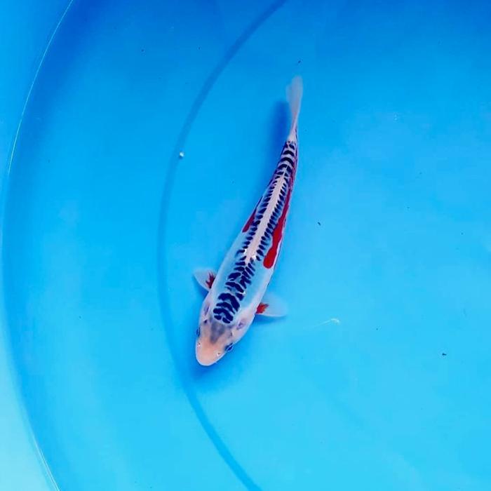 Ikan Koi Blitar - Hana Shusui Koi Blitar 20-23Cm - Ikan Koi Antik Terbaru 