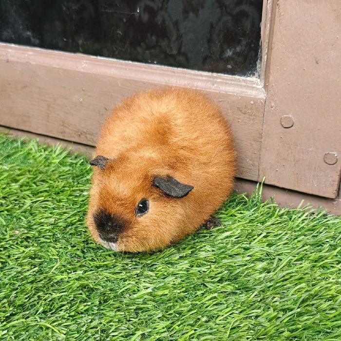 Ready SJ Marmut/Guinea Pig Teddy calif - Hewan Peliharaan Sehat dan Terawat