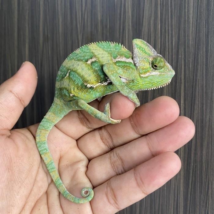 Veiled Chameleon