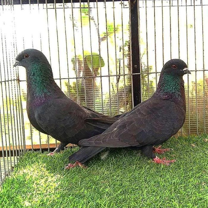 Burung Dara Merpati Sepasang Giring Mangkat #Gratisongkir