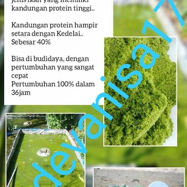 uikb Bibit Wolfia 5Ons & 1Kg Benih Wolffia