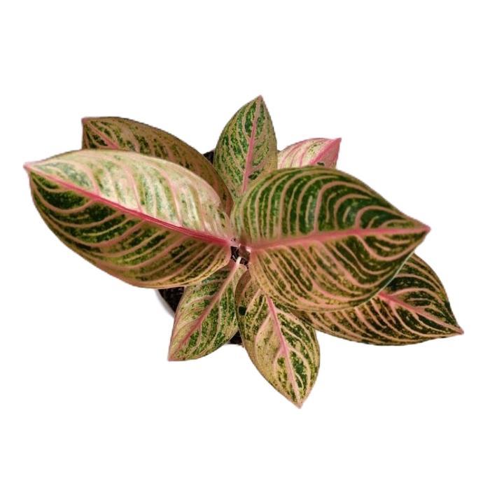 aglonema krena lokal - tanamanhias aglonema kresna lokal - tanaman aglonema