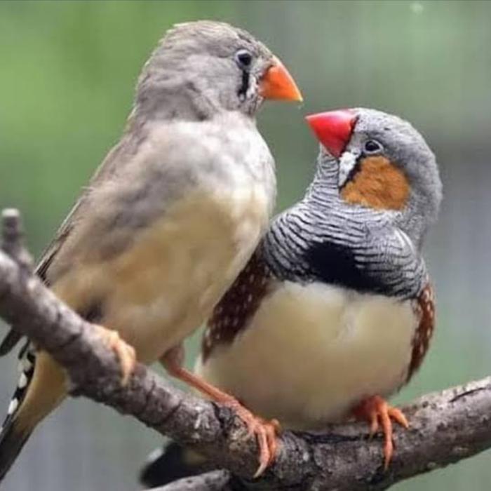 burung zebra Finch sepasang