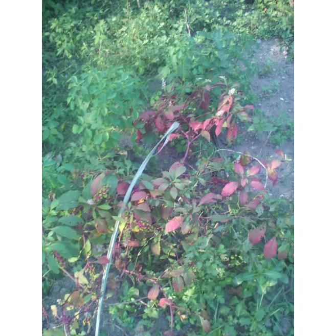 BIBIT/BENIH GINSENG MERAH KOREA ASLI