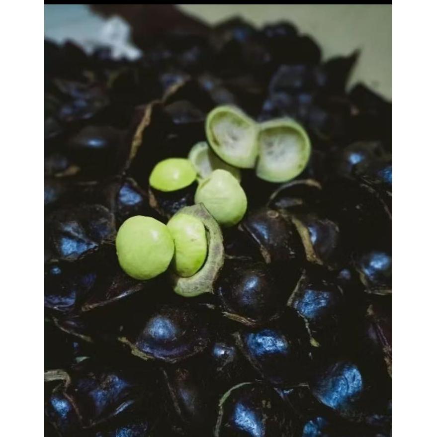 Jengkol muda berat 500gram-1kg/jengkol muda/jengkol lalap