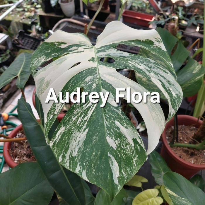 Tanaman Hias Monstera Variegata - monstera variegata - Monvar
