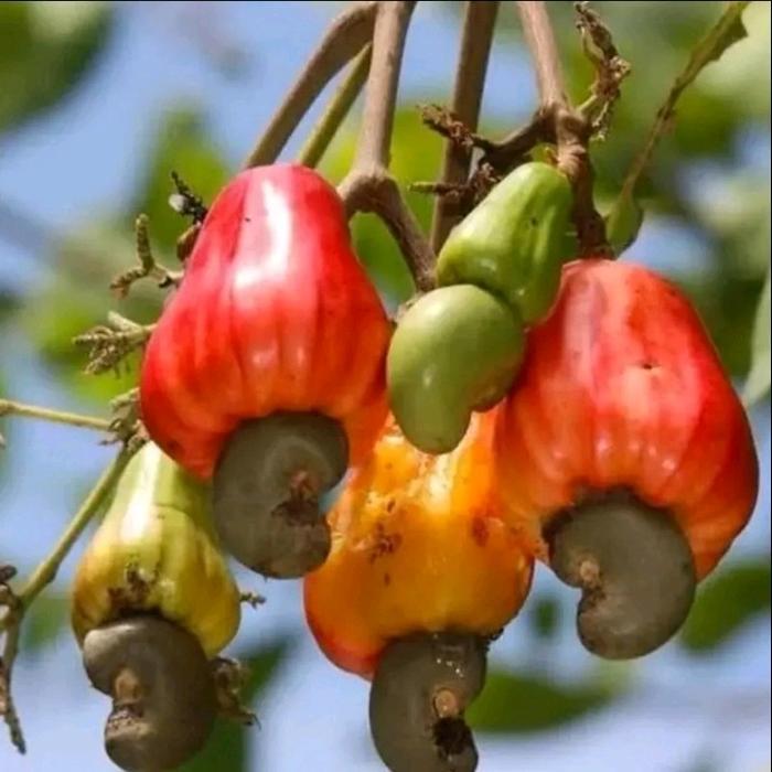 READY BIJI BENIH JAMBU METE/JAMBU MONYET(ISI 4 pcs) Tanaman