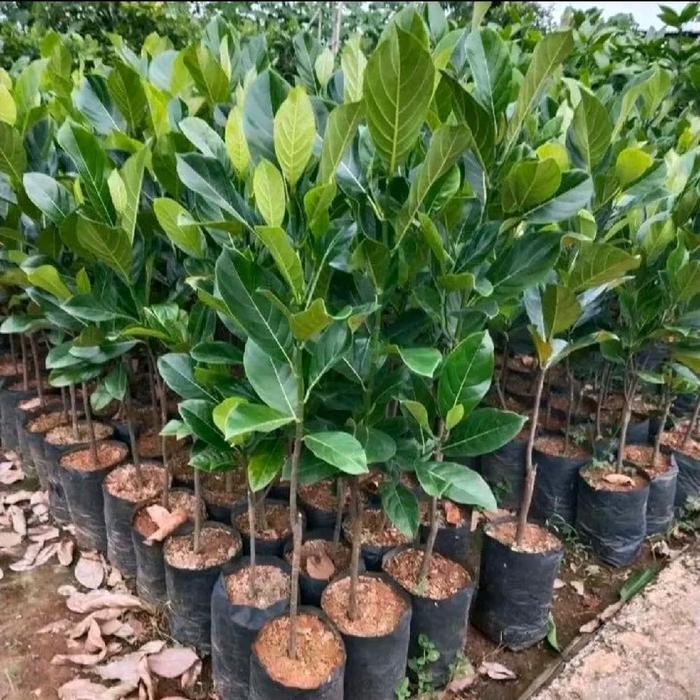 READY Bibit Nangka merah Thailand super cepat berbuah dalam pot [cocok buat tambulampot berbuah di
