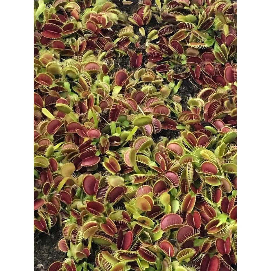 READY Tanaman Venus Flytrap Tanaman Karnivora