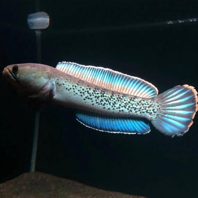 Channa Stewarti Karbialong Size 14-15Cm Terbaru 