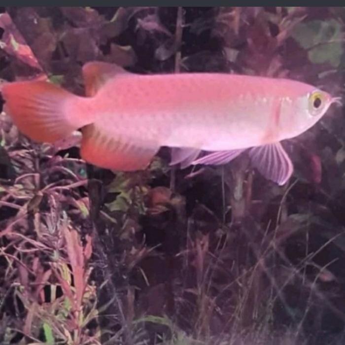 Arwana Red Banjar Size 14-15 Cm. Ktp Lengkap Ada Sertifikat+Chip Terbaru 
