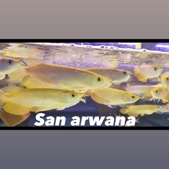 Golden Red Arwana Golden Red Highback Arowana Terbaru 