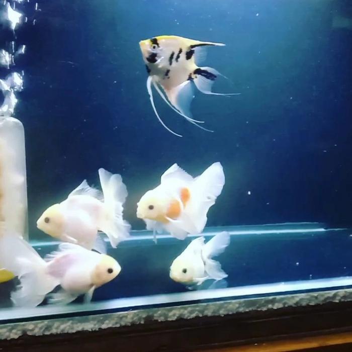 Oranda Rosetail Terbaru 