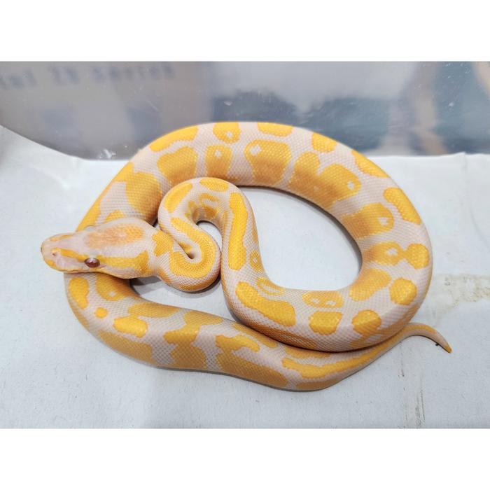 Ready Ball Python Lavender het Pied ph Clown hi Kontras