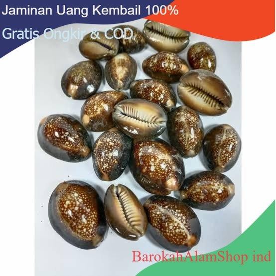KERANG CONGKLAK KEWUK HITAM 1KG PERMAINAN CONGKLAK KEWUK( KODE 900