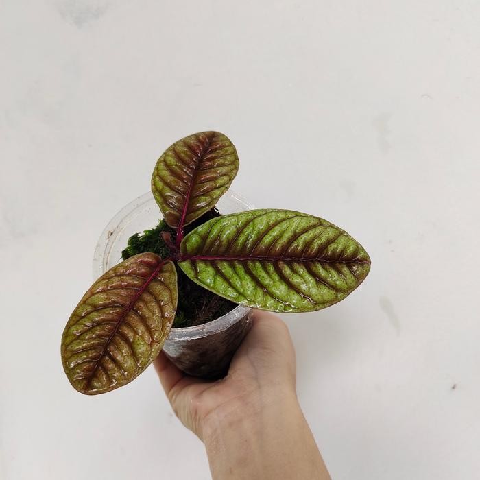 ASLI Labisia Sp Borneo hijau READY STOCK