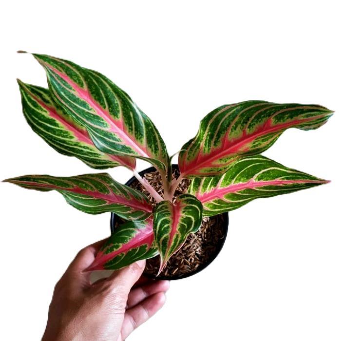 aglonema red sunset - tanamanhias aglonema red sunset - tanaman aglonema red sunset - tanaman