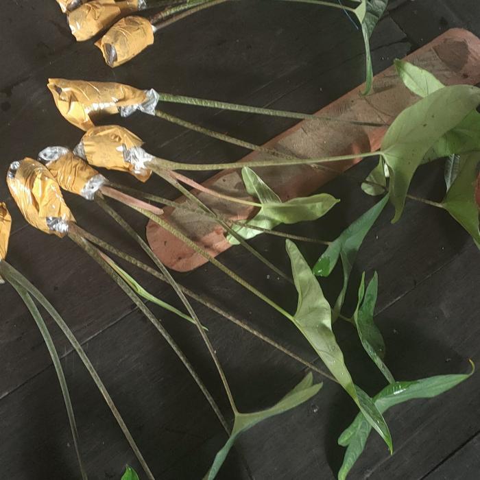 Alocasia Zebrina Trigina