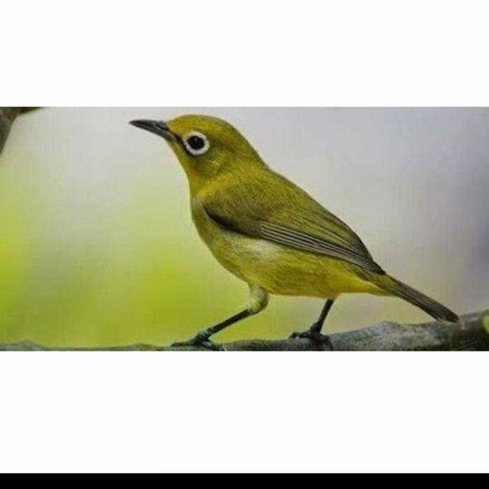 burung pleci dakun pacitan jantan pilihan