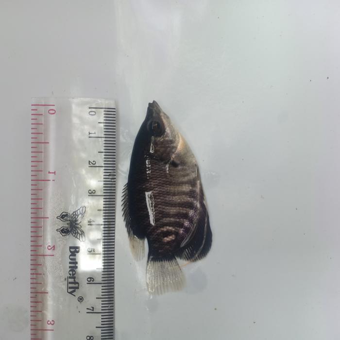 benih ikan gurame ukuran silet