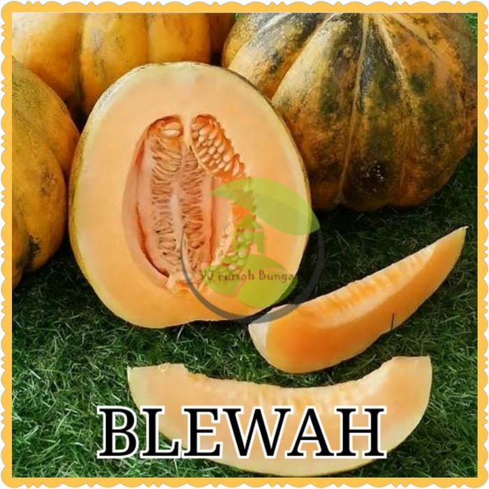 benih buah blewah