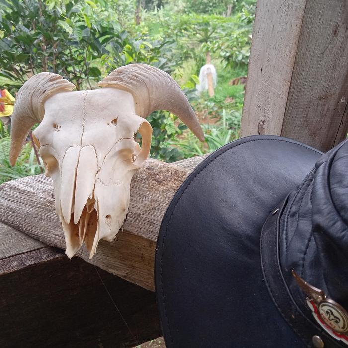 Hiasan Tengkorak Domba (Asli)