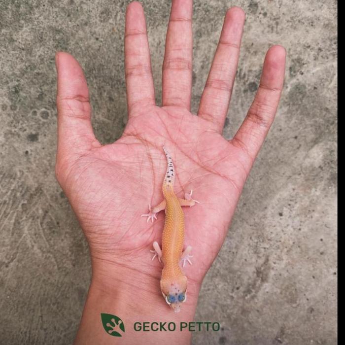 REDAY Terlaris Mainan Juve Leopard Gecko - Premium Morph - Tokek Hias Promo Murah