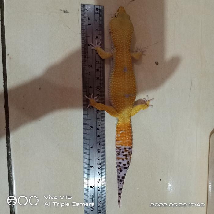 REDAY Terlaris Leoprd gecko SHTCT Super Giant Promo Murah