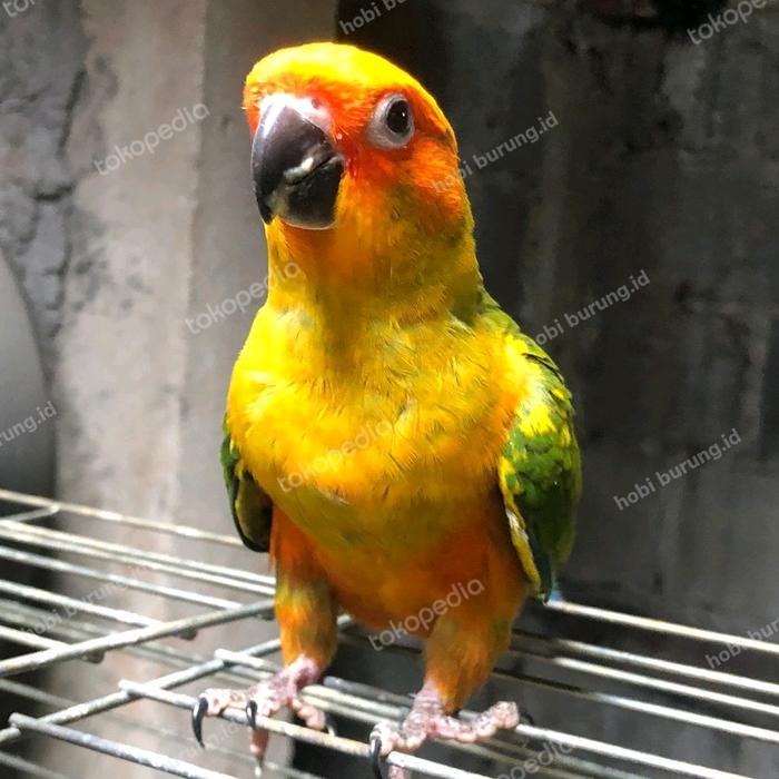 sun conure jinak skill