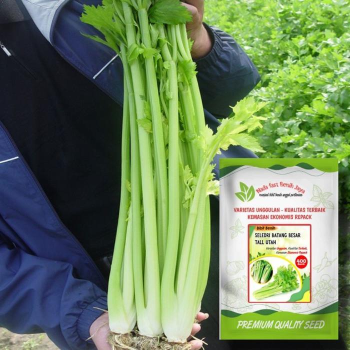 400 biji Benih seledri batang besar Celery Tall Utah - bibit Seledri Batang Besar