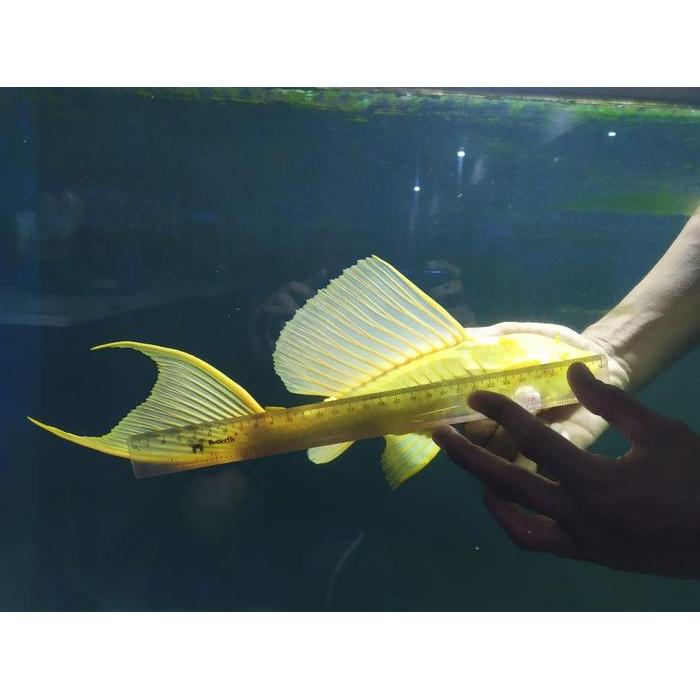 Azko Living - Ikan Sapu-Sapu Pleco Gibbicep L083 Algaeater