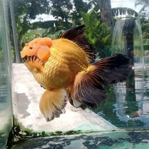 Ilan Mas Koki Oranda Black Gold Size 14Cm