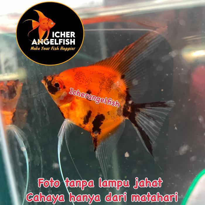 Ikan Manfish Red Devil 3 4Cm Top Grade Angelfish Red Devil Terbaru 