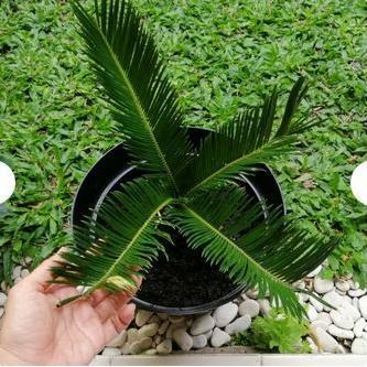 Yuxurystore- Tanaman Hias Palm - Palm Sikas - Palm Serit - Palem Sikas
