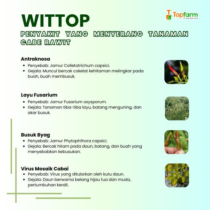 Obat Patek Cabe Rawit - Obat Cabe Rawit Keriting / Obat Cabe Rawit Rontok / Obat Cabe Rawit Busuk