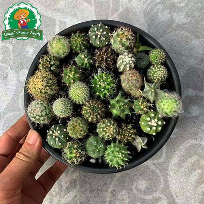 6 Biji Kaktus Acak Untuk Menanam, Biji Bunga Untuk Berkebun, Biji Tanaman Kaktus Langka, Biji