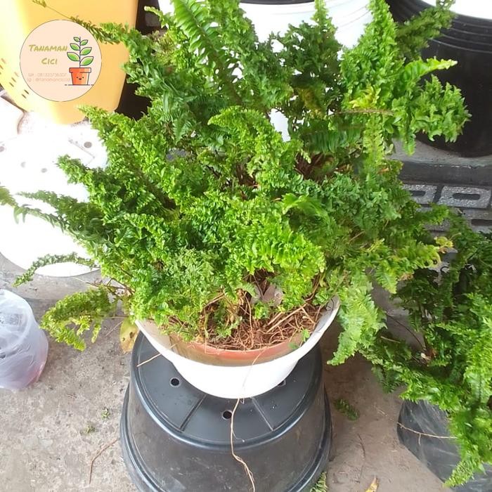 Do- Tanaman Pakis curly besar diameter 30cm on pot putih