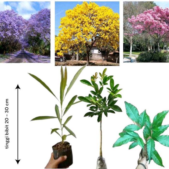 Paket 3 Tanaman Sakura Lokal / Bibit Pohon Tabebuya bunga Pink / Tabebuya kuning / Tabebuya ungu /