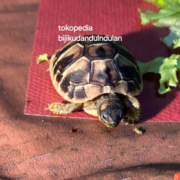 REDAY Terlaris kura kura darat hermani/hermani tortoise Promo Murah