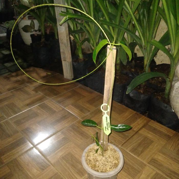 Tanaman Bunga Hoya Archboldiana Papua Wangi
