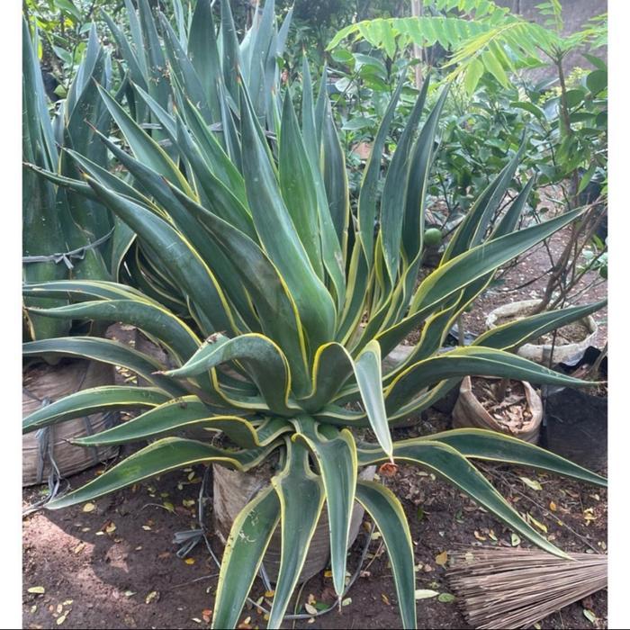 tanaman hias agave king ukuran jumbo // size jumbo