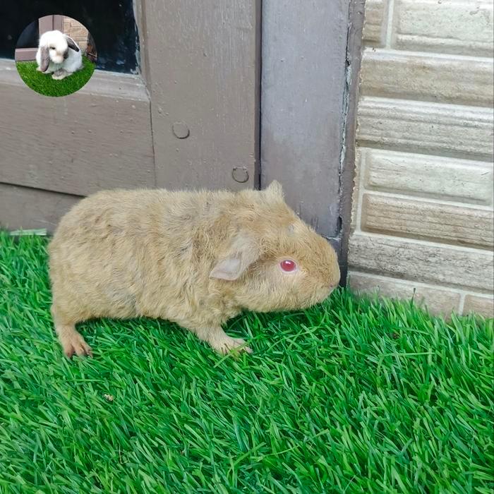Ready marmut/guinea pig teddy warna ok