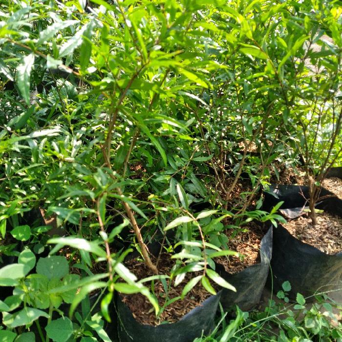Pohon buah delima / tanaman buah delima