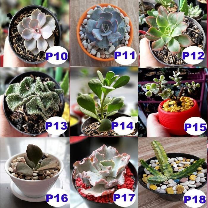 Ready Sukulen Dan Kaktus Ukuran Sedang, Pot 12 Cm Plus Tatakan Packing Aman