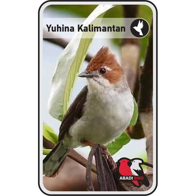 Terlariss BURUNG YUHINA KALIMANTAN PALMERAH